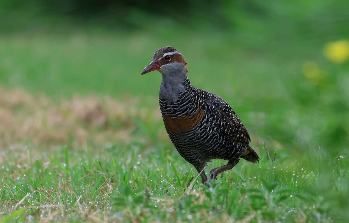 Buff-banded Rail - Andy Gee