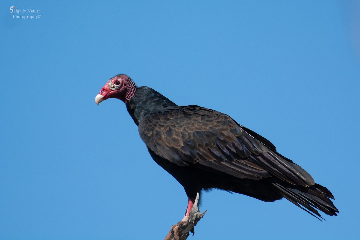 Turkey Vulture - ML505815161