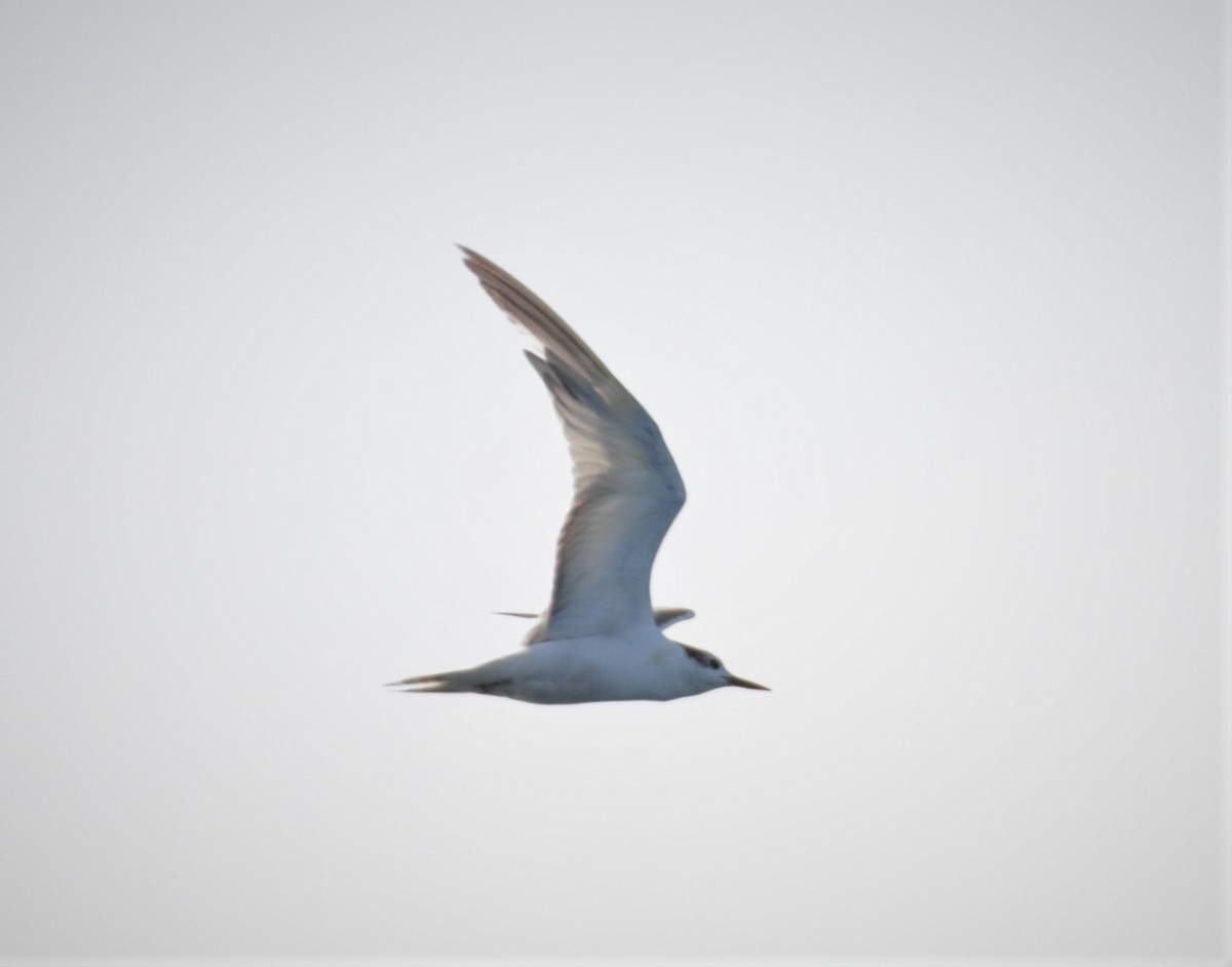 白腰燕鷗 - ML505815521
