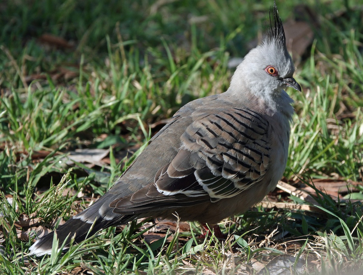 Crested Pigeon - ML505815591