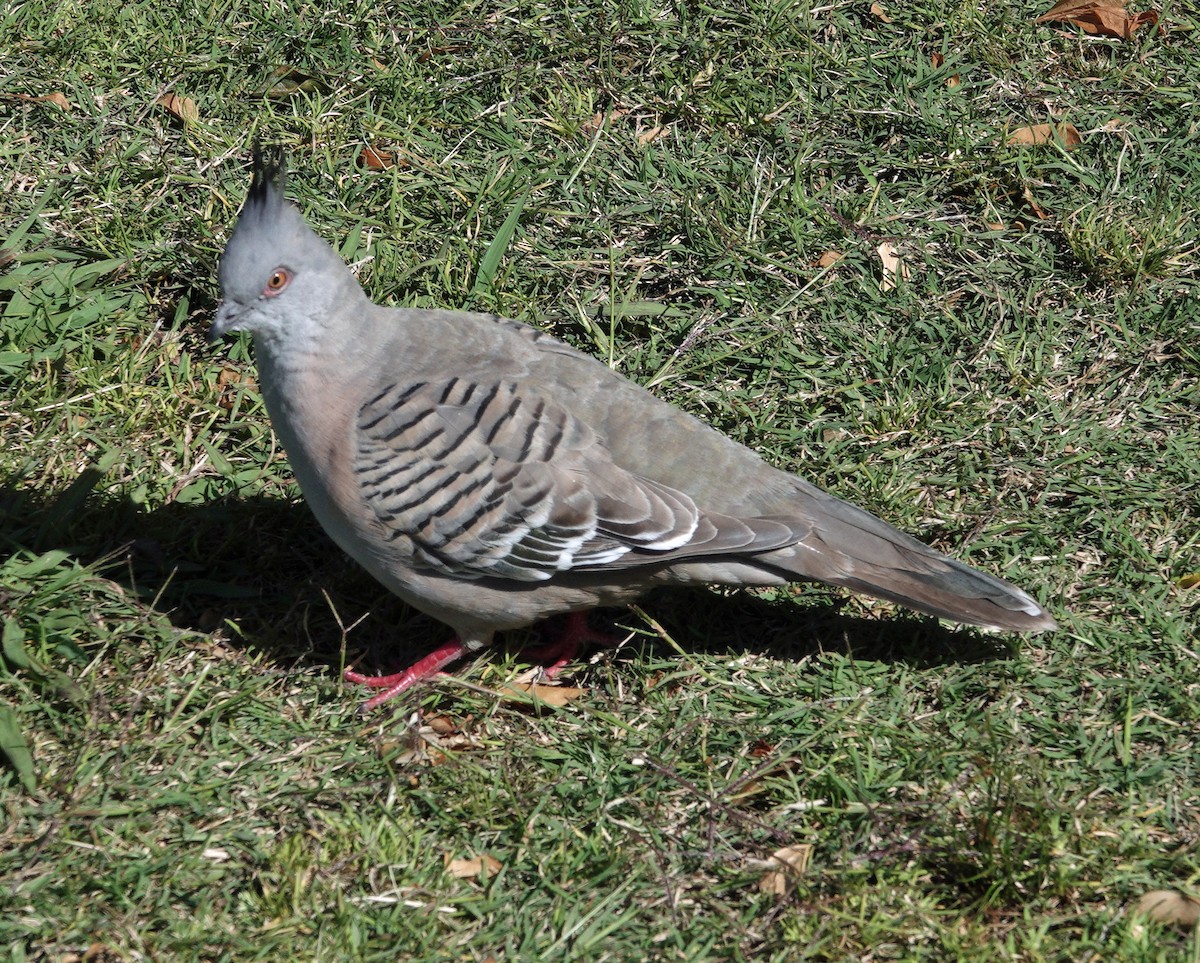 Crested Pigeon - ML505815601