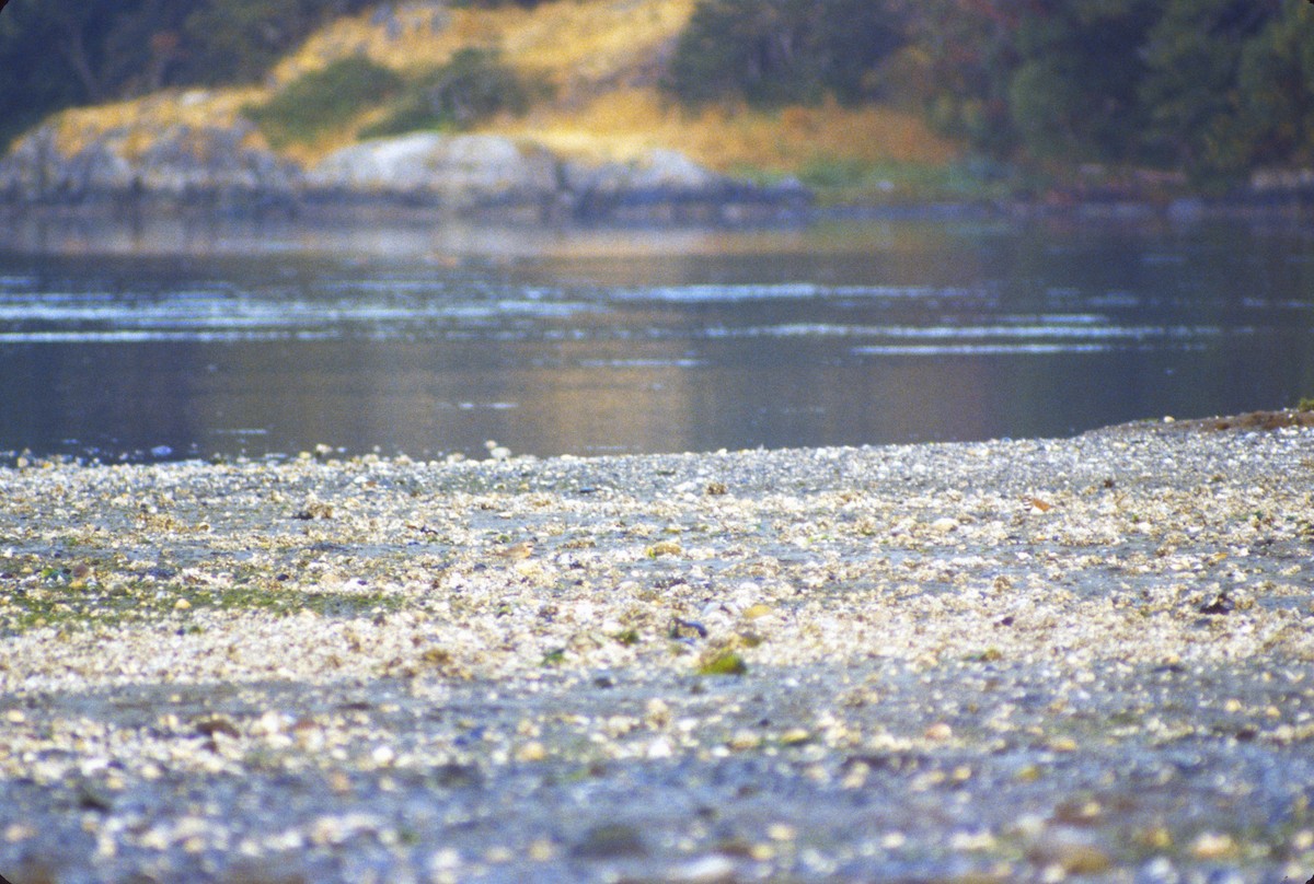 Siberian Sand-Plover - Bruce Whittington