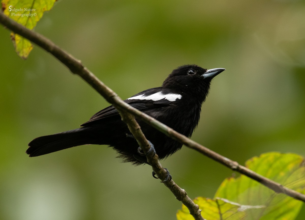 White-shouldered Tanager - ML505821901