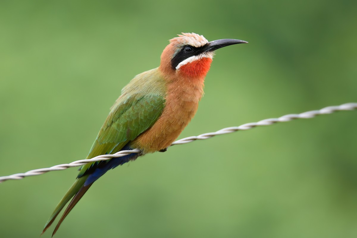 White-fronted Bee-eater - ML505825491