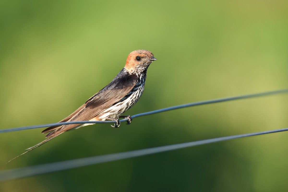Lesser Striped Swallow - Regard Van Dyk