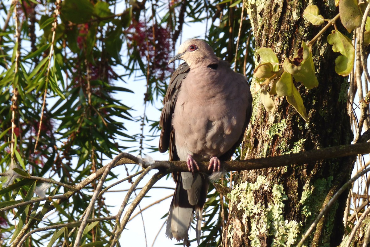 Red-eyed Dove - Laurie Koepke