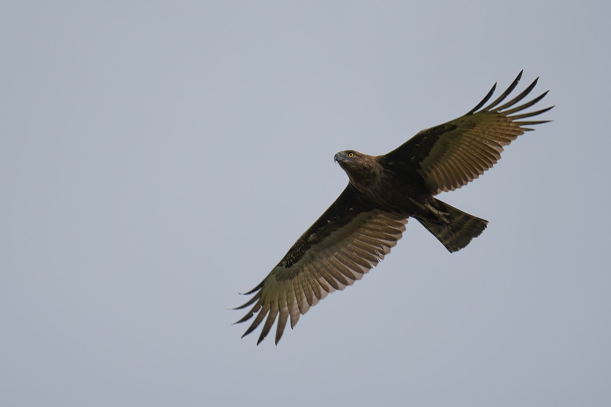 Brown Snake-Eagle - Regard Van Dyk