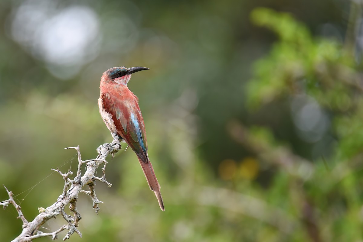 Southern Carmine Bee-eater - Regard Van Dyk
