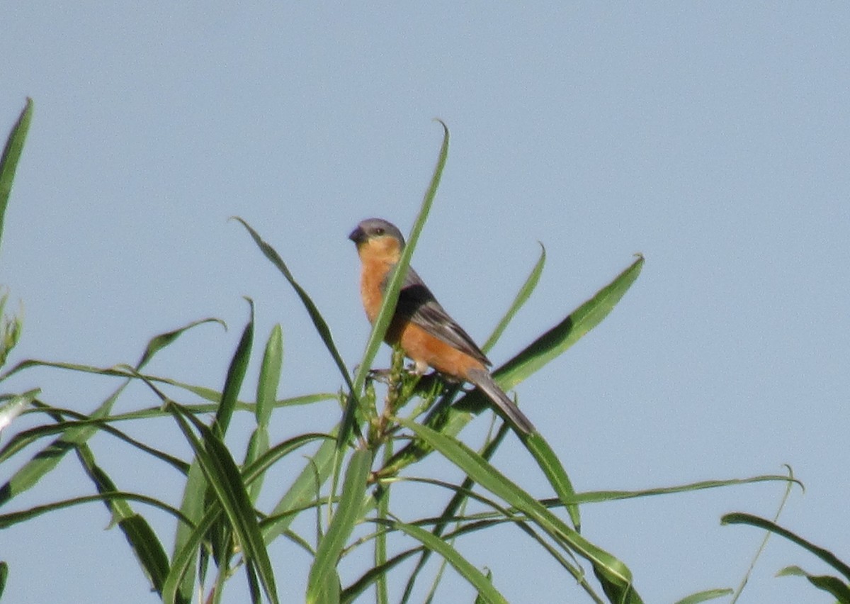 Tawny-bellied Seedeater - ML505829901