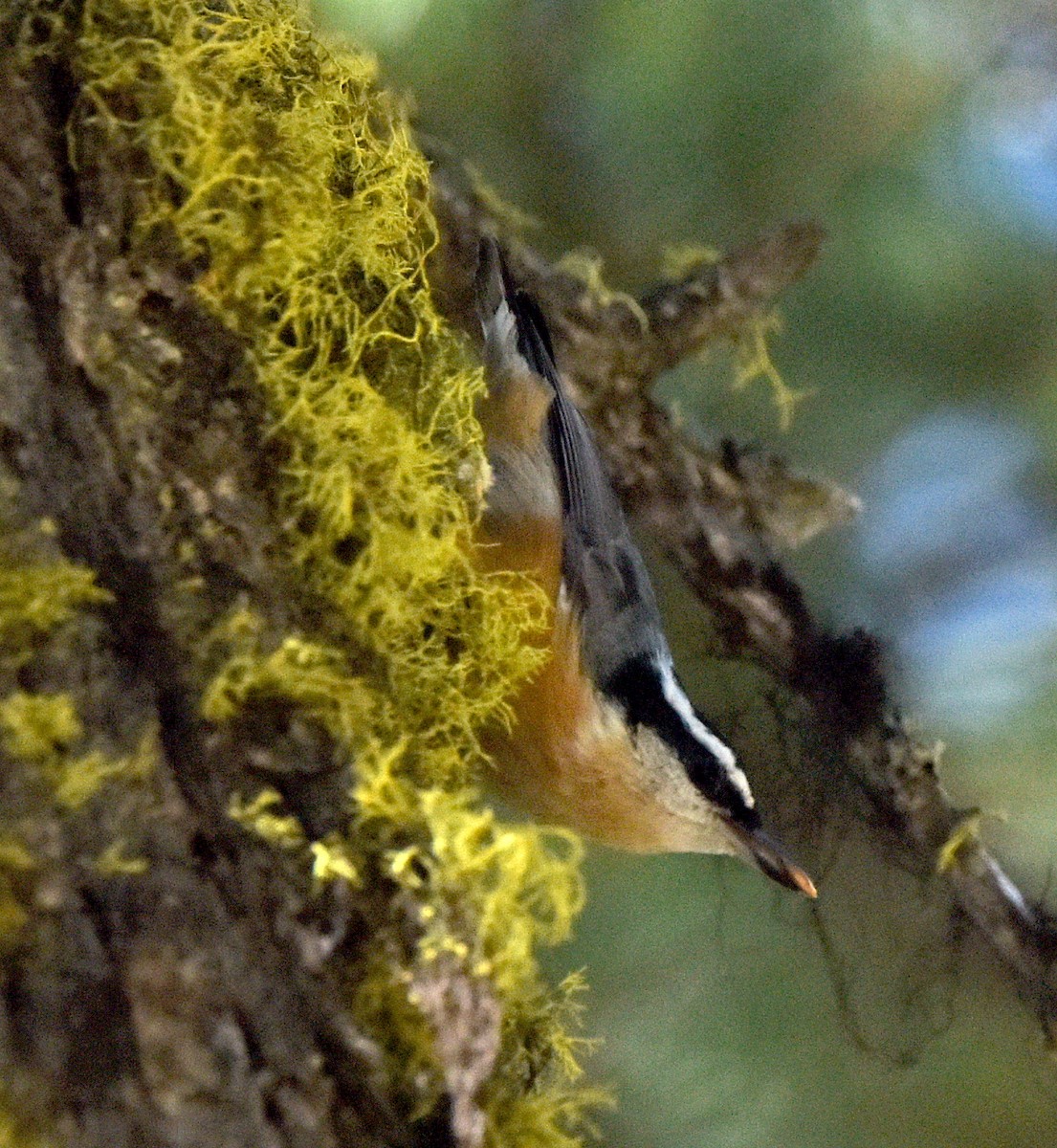 Red-breasted Nuthatch - ML505833661