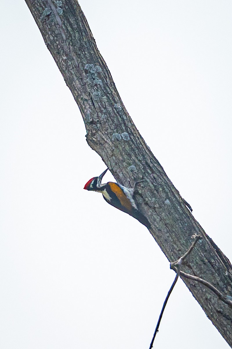 White-naped Woodpecker - ML505833991