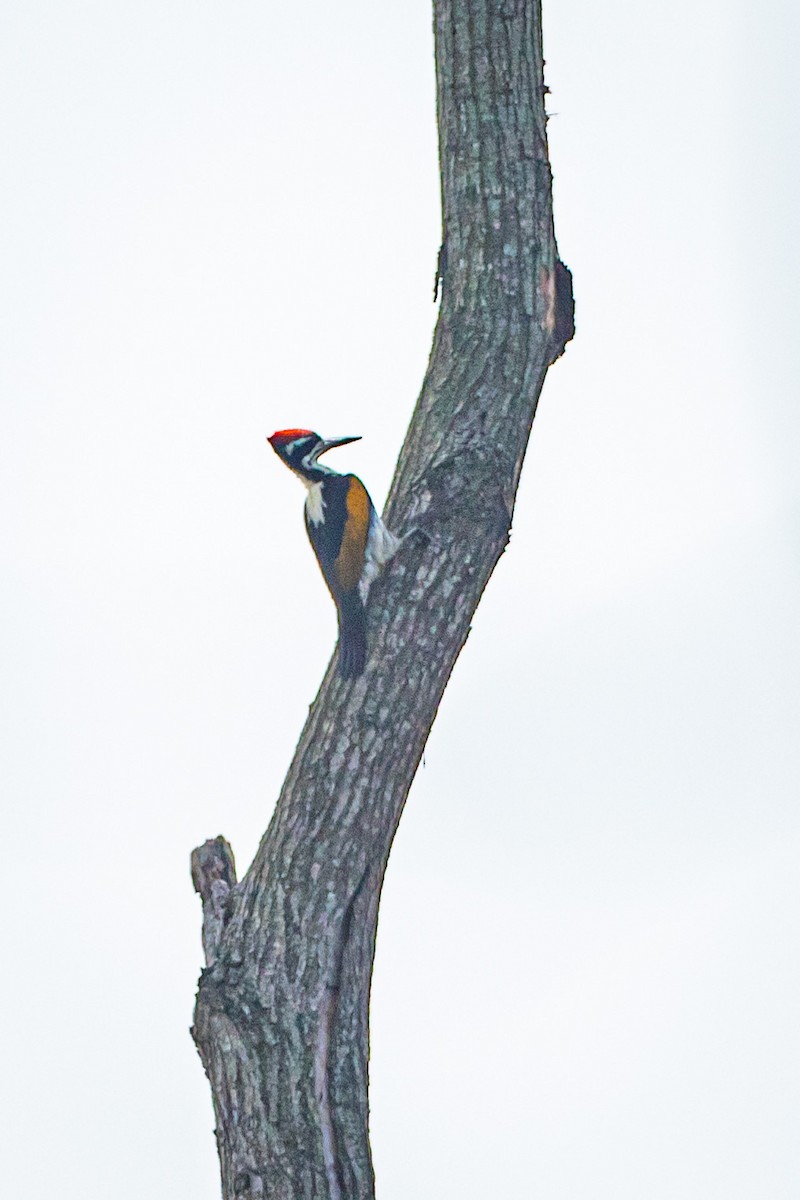 White-naped Woodpecker - ML505834001