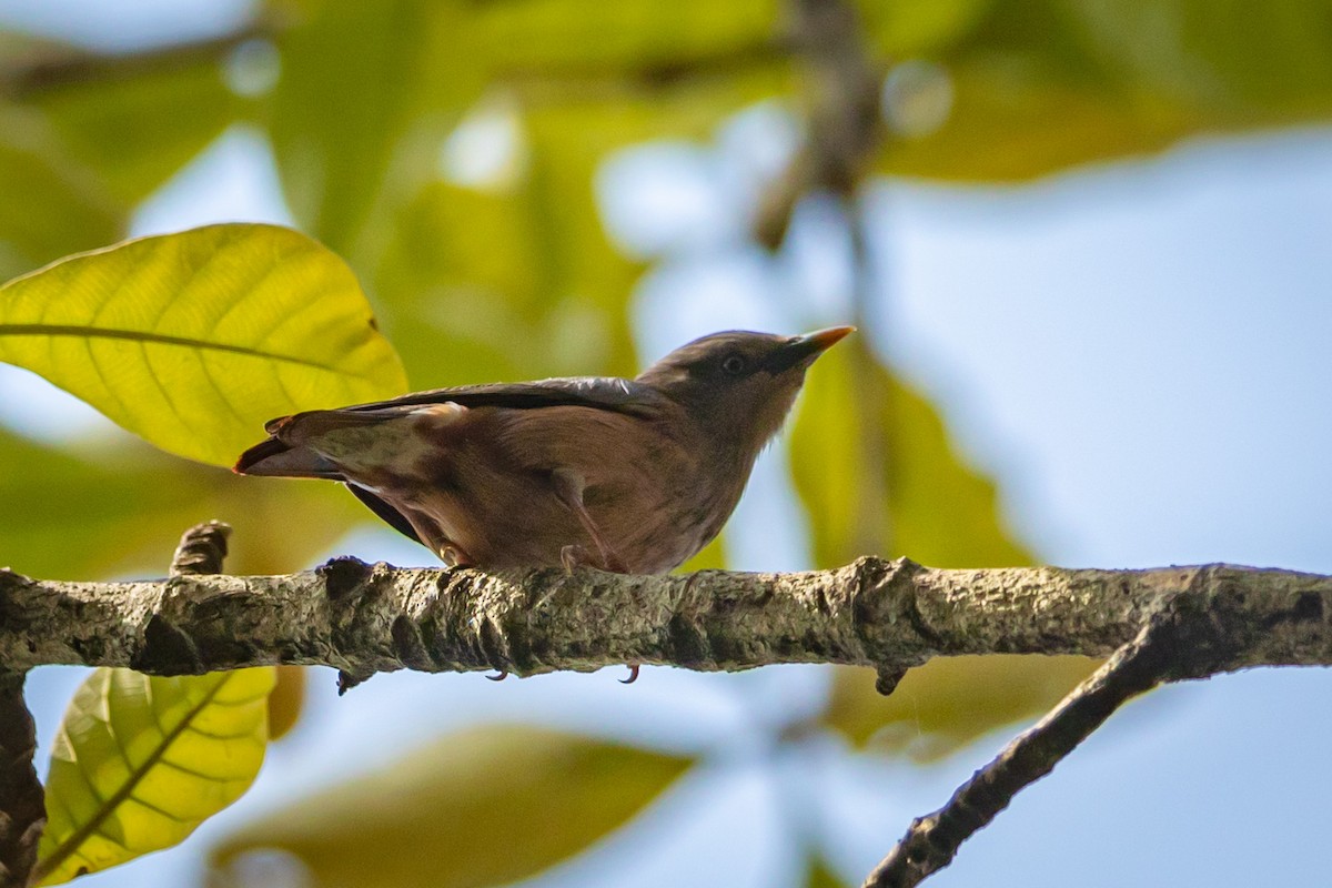 Chestnut-tailed Starling - ML505834041