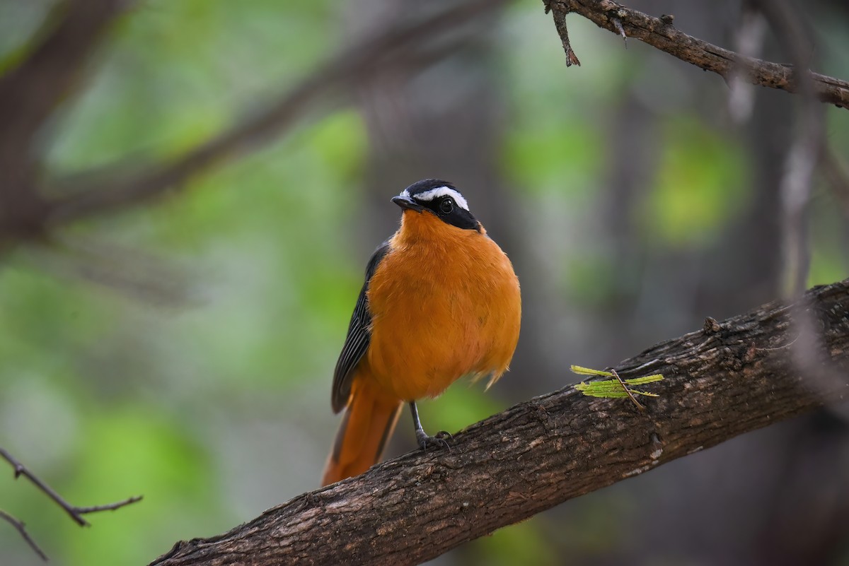 White-browed Robin-Chat - ML505834131