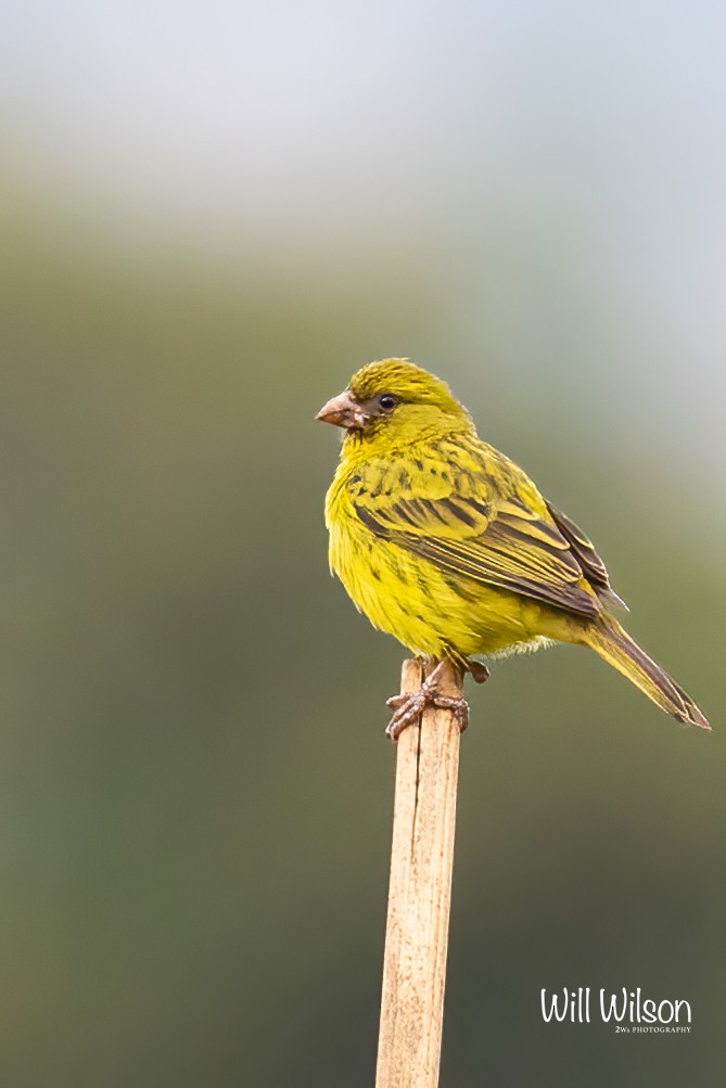 Papyrus Canary - ML505834751