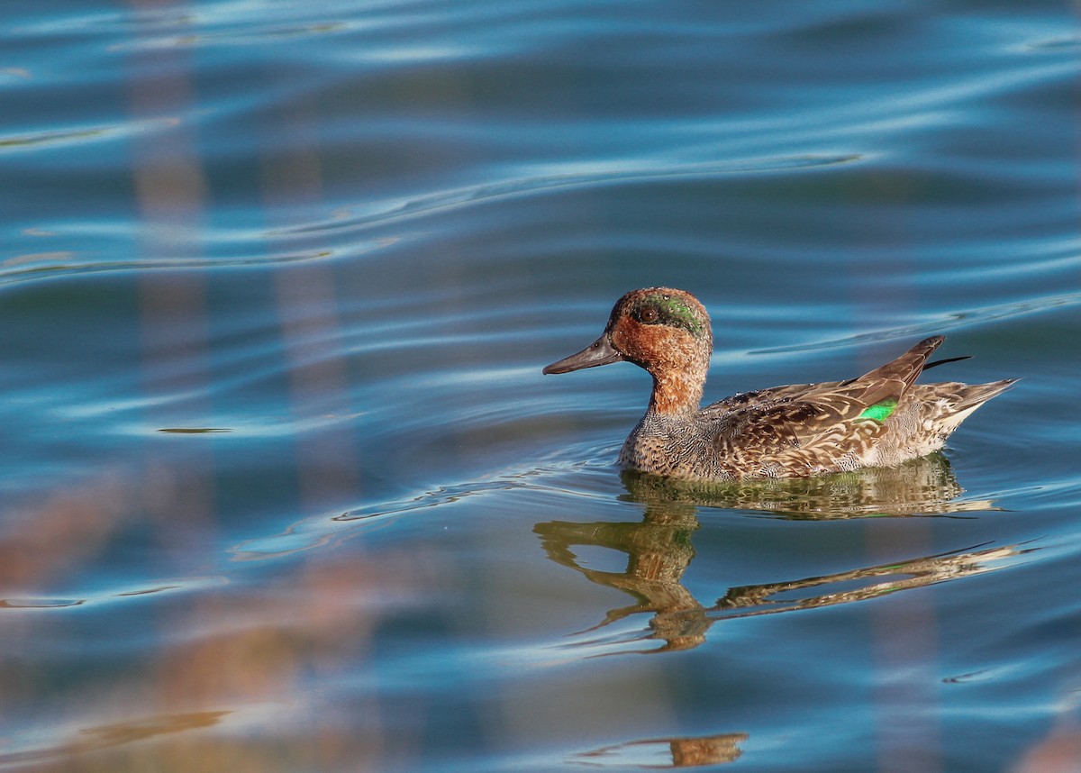 Green-winged Teal (American) - Zealon Wight-Maier