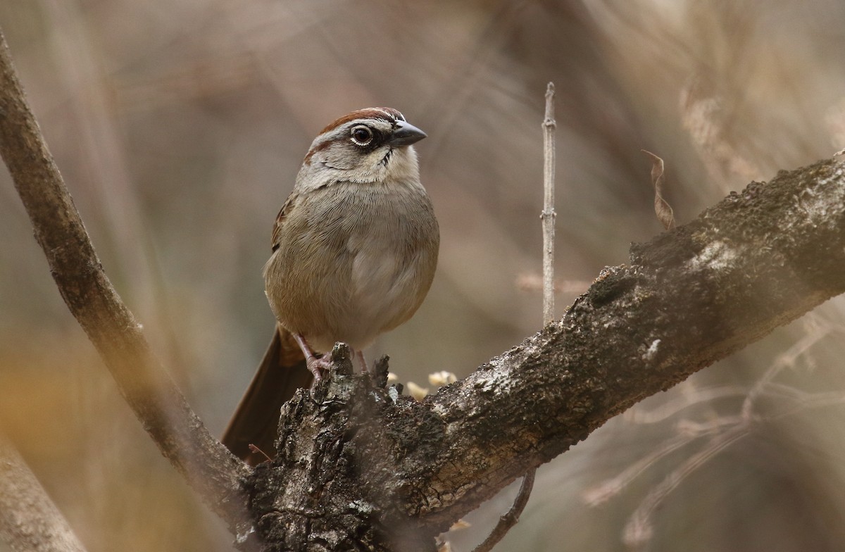 Oaxaca Sparrow - Curtis Marantz
