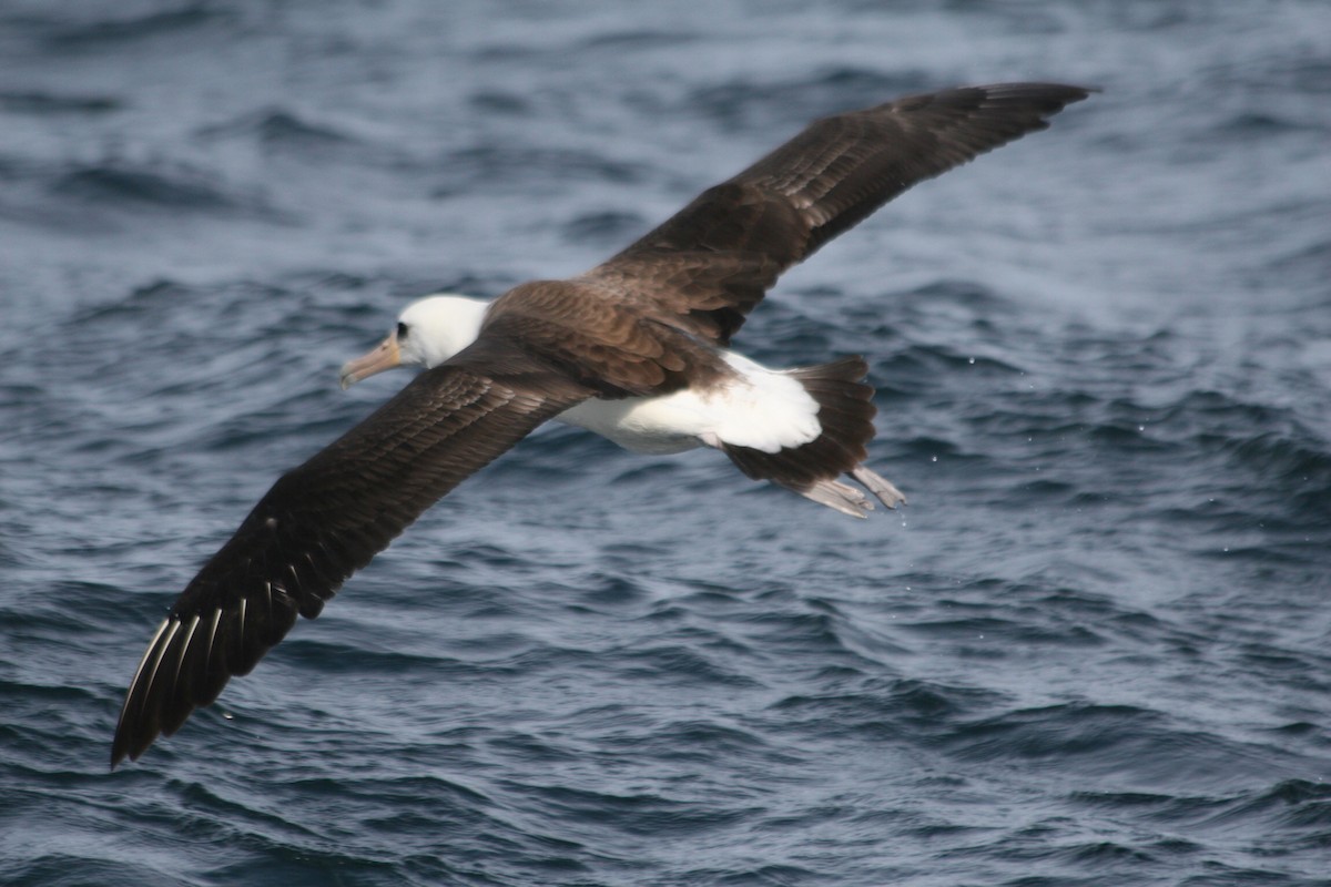 Темноспинный альбатрос - ML50583891