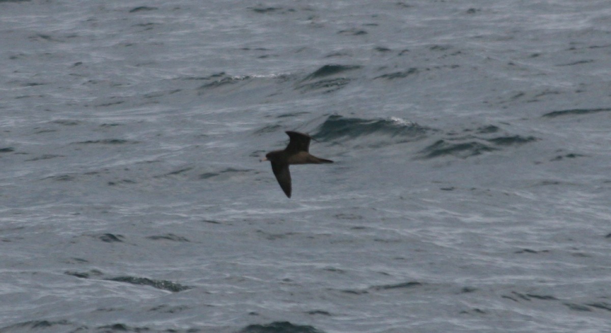 Flesh-footed Shearwater - ML50584001