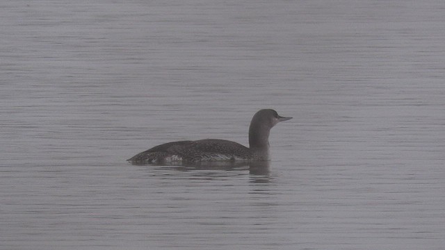 Red-throated Loon - ML505843271