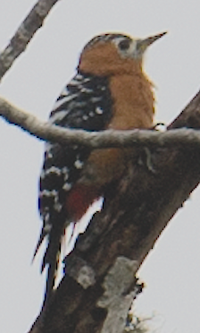 Rufous-bellied Woodpecker - ML505844251