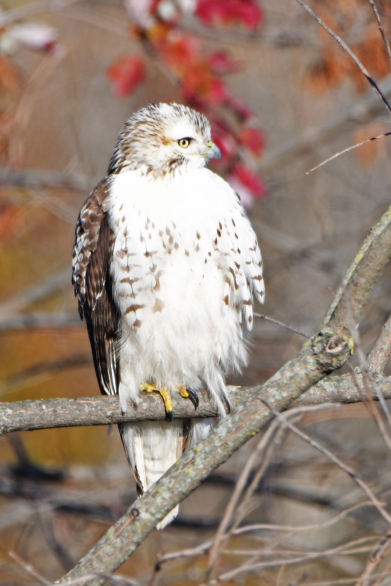 Red-tailed Hawk - ML505844411