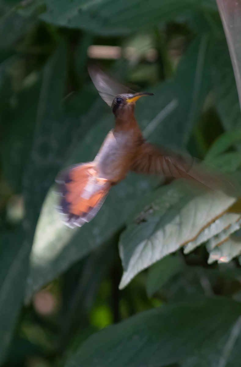 Rufous-breasted Hermit - Pam Bruns & Ken Smith