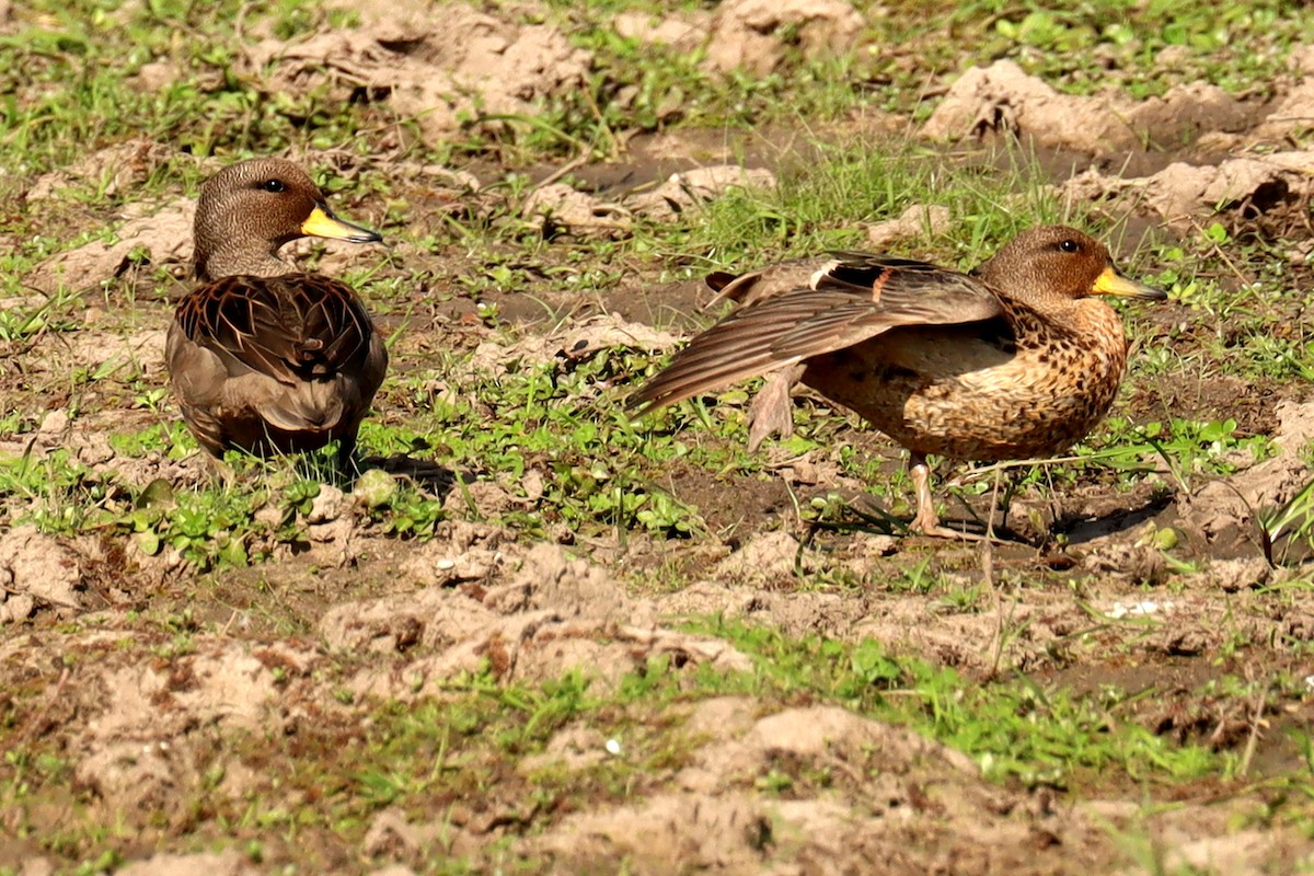 Yellow-billed Teal - Miguel Angel Bean
