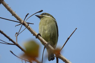  - Moustached Tinkerbird