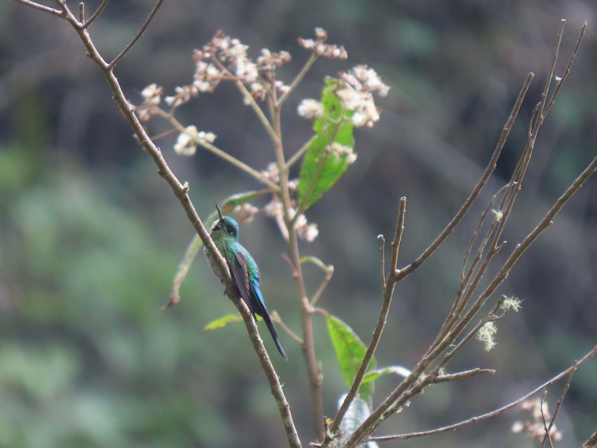 Long-tailed Sylph - ML505852821