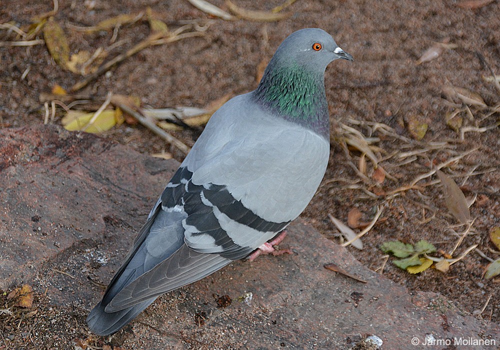 Rock Pigeon (Feral Pigeon) - ML505853141
