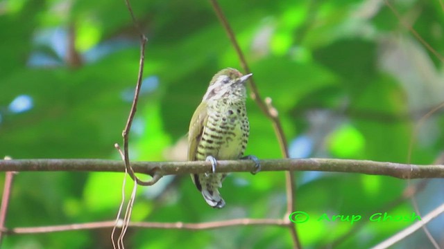 Speckled Piculet - ML505853781