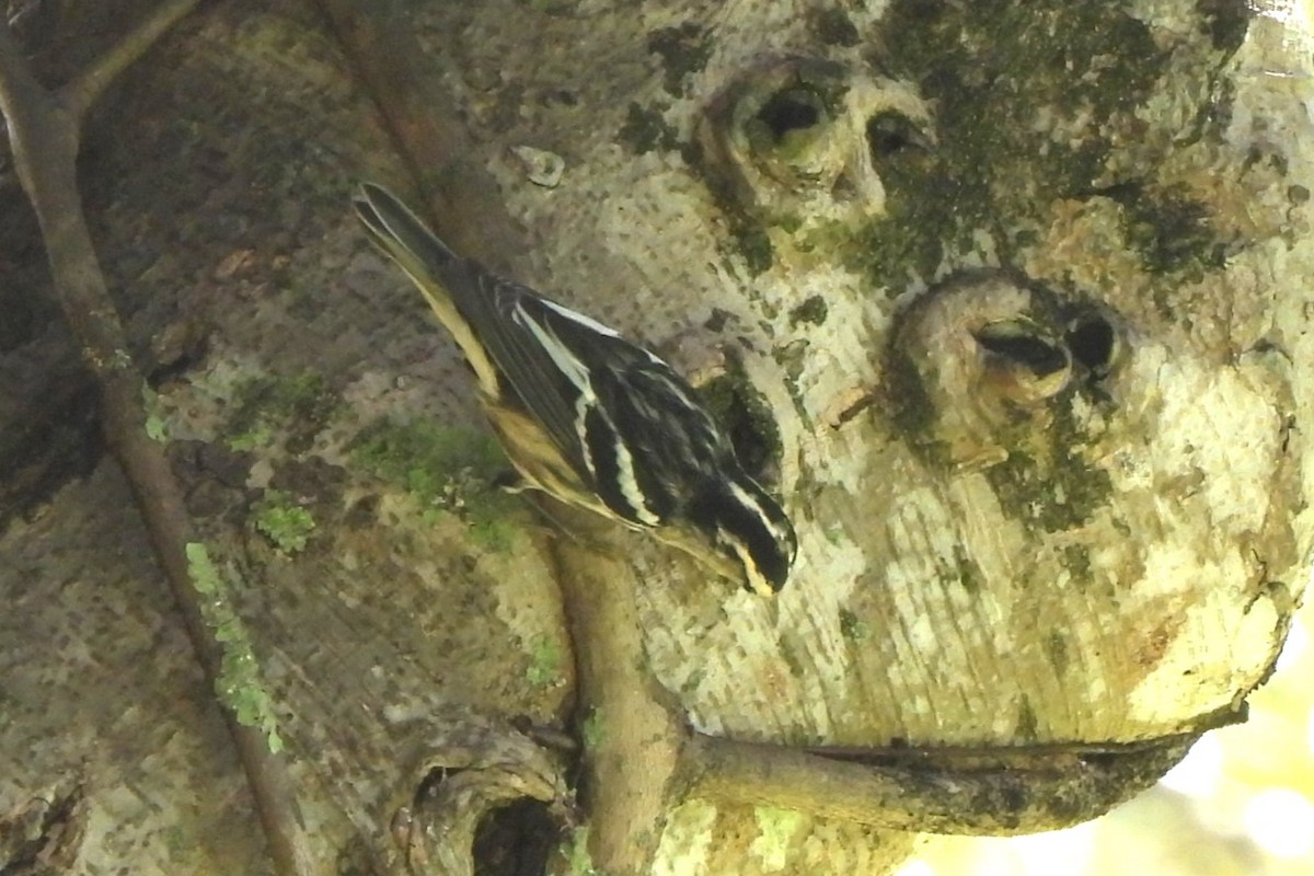 Black-and-white Warbler - ML505853931