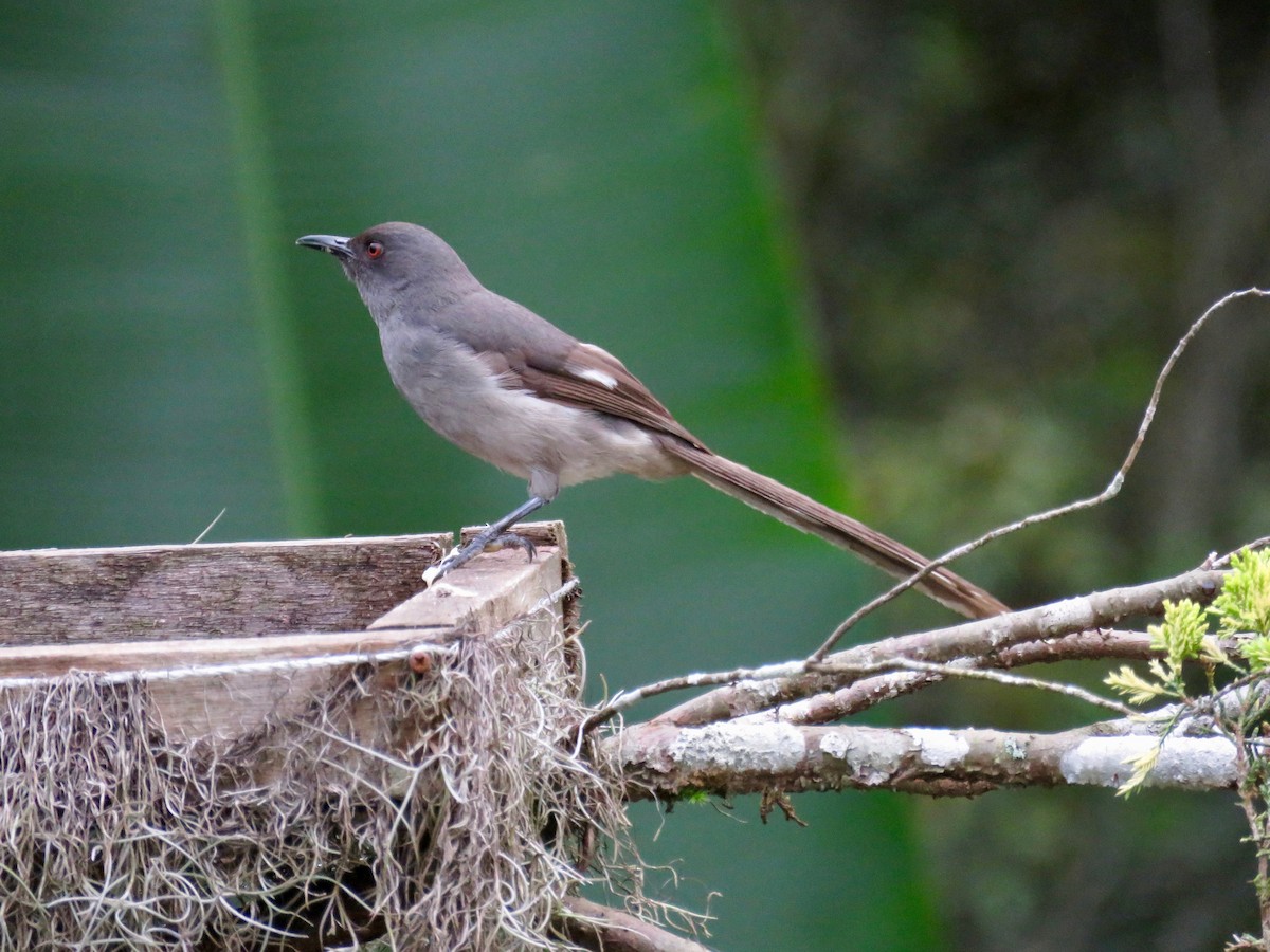 Long-tailed Sibia - ML50585471