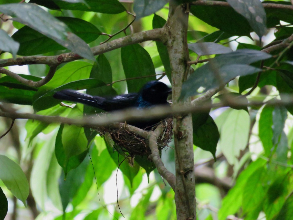 Lesser Racket-tailed Drongo - ML50585721