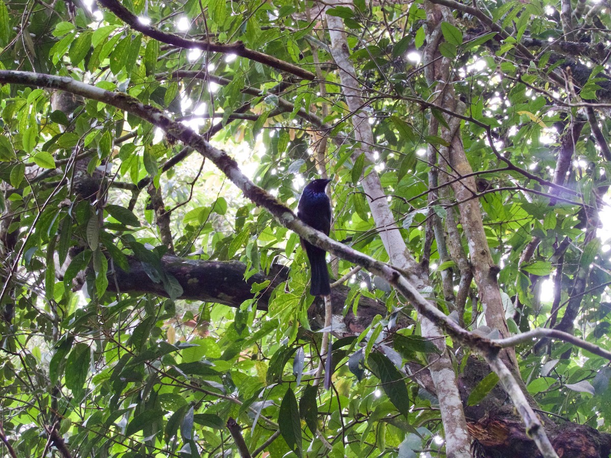 Lesser Racket-tailed Drongo - ML50585731