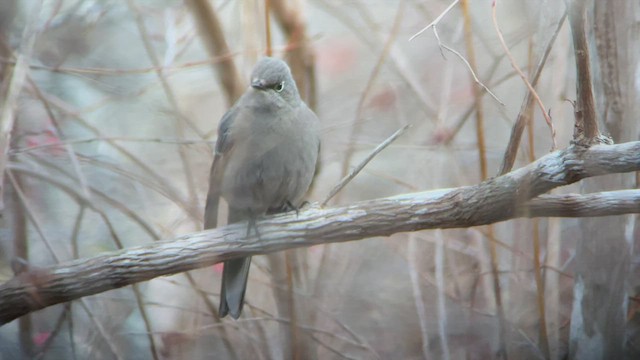 Townsend's Solitaire - ML505857461