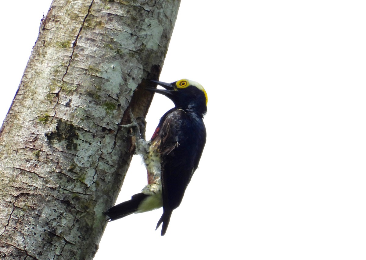 Yellow-tufted Woodpecker - ML505858511