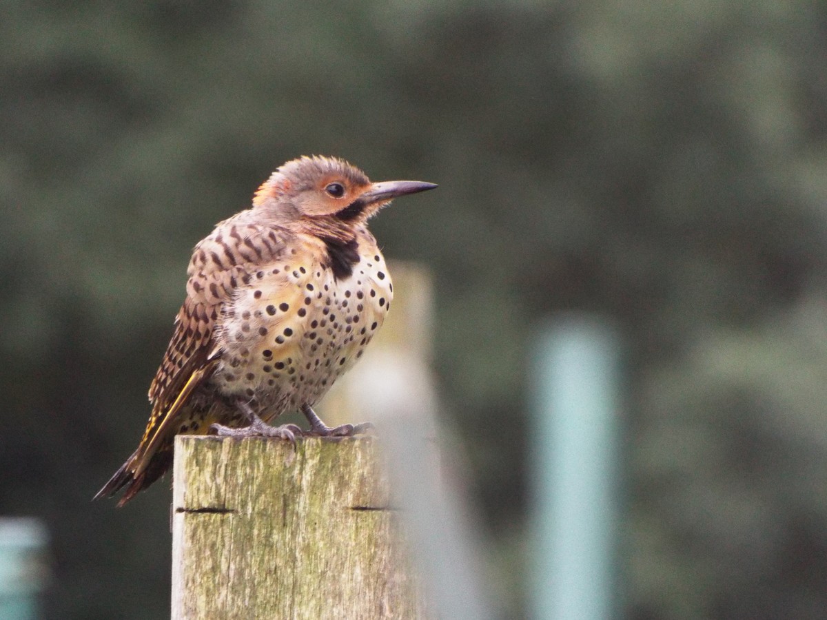 Northern Flicker (Yellow-shafted) - ML505860981