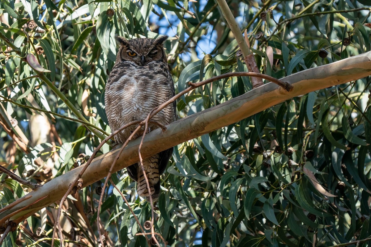 Lesser Horned Owl - ML505862521