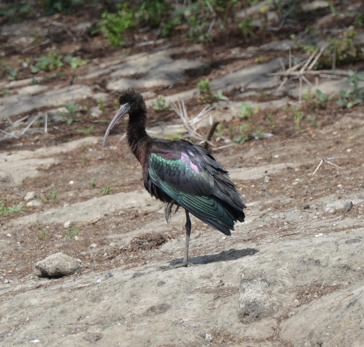 ibis hnědý - ML505864071