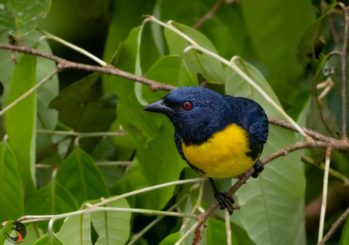 Blue-and-gold Tanager - ML505864671