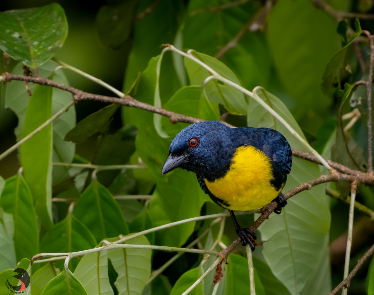 Blue-and-gold Tanager - ML505864681