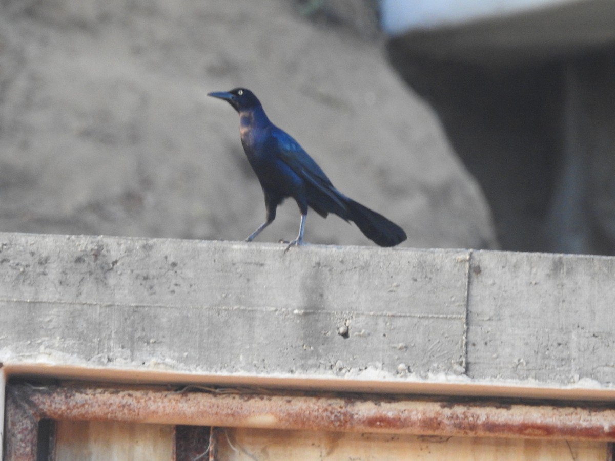 Great-tailed Grackle - ML505866131