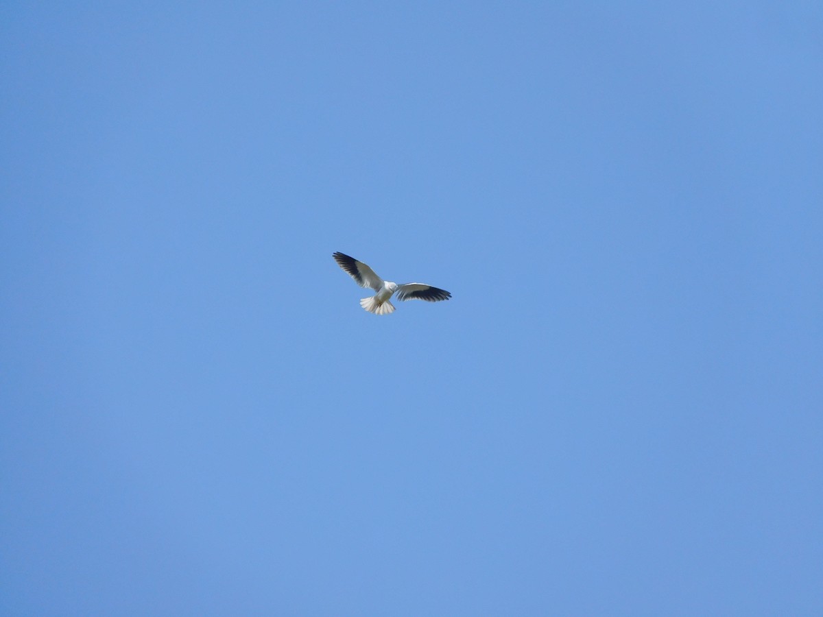 Black-winged Kite - ML505870491