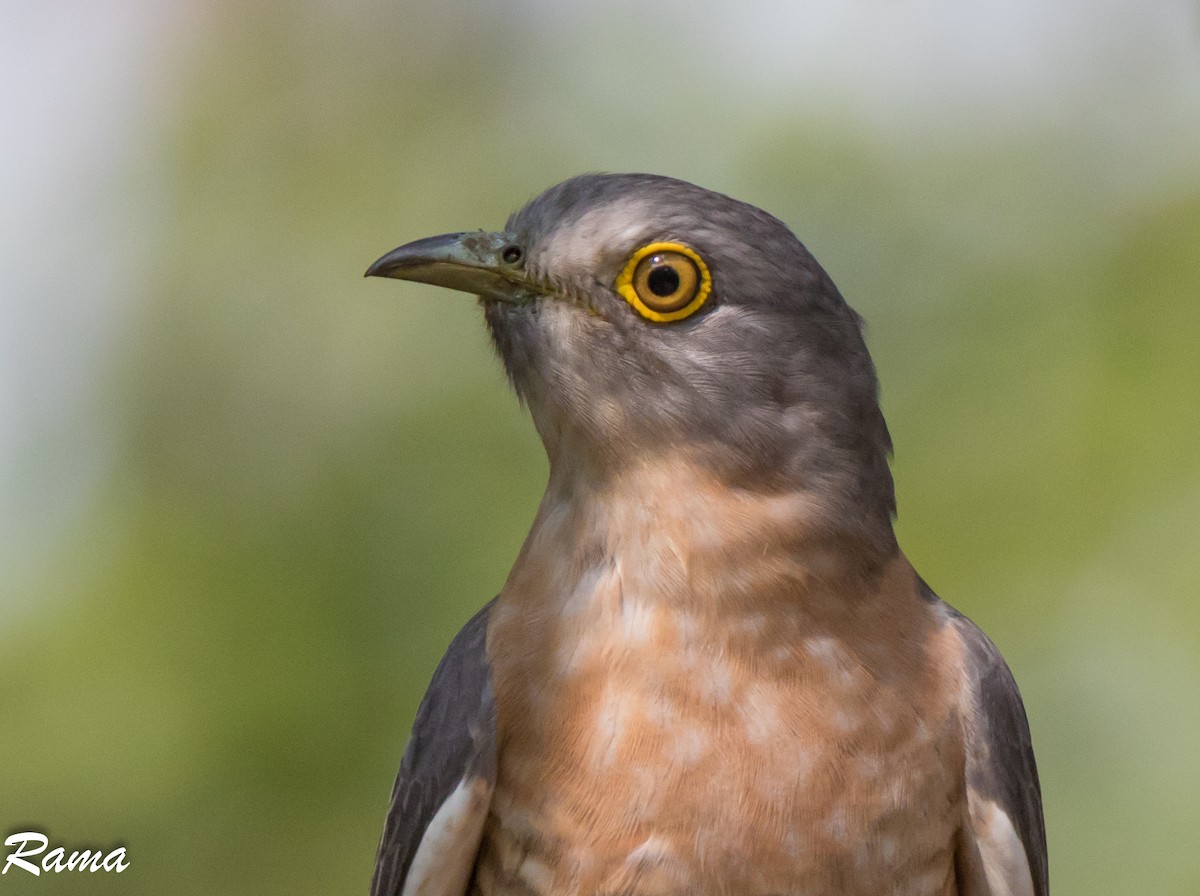 Common Hawk-Cuckoo - Rama Neelamegam