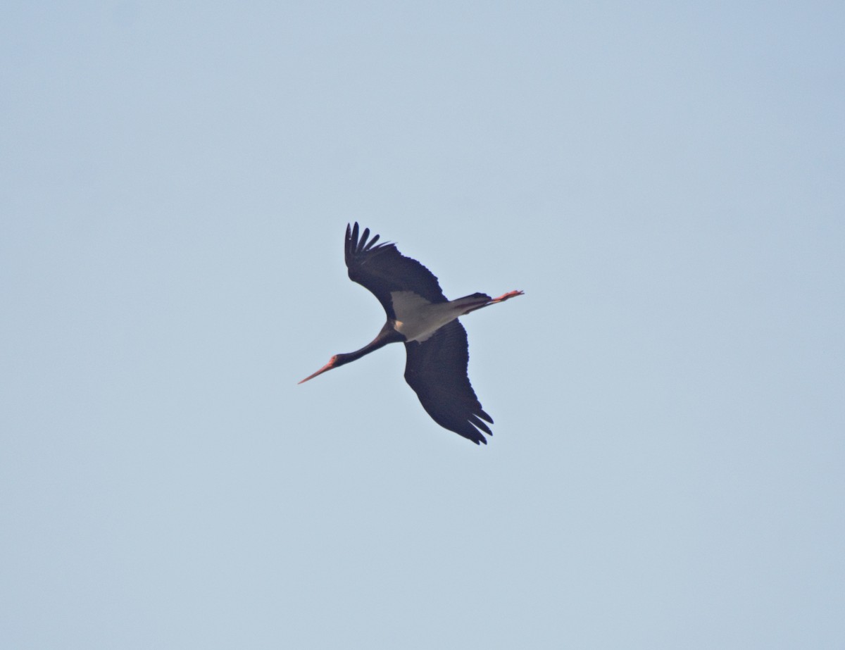 Black Stork - Mohammad Arif khan