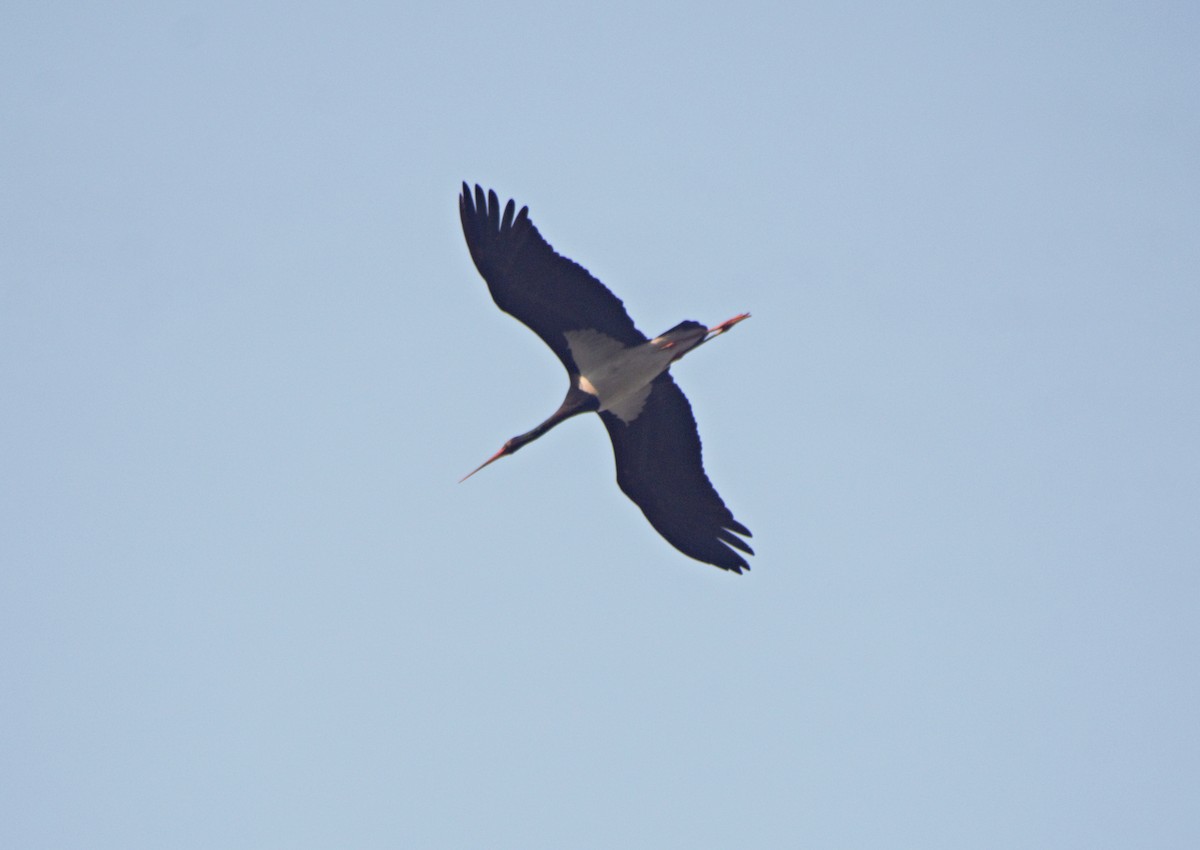 Black Stork - Mohammad Arif khan