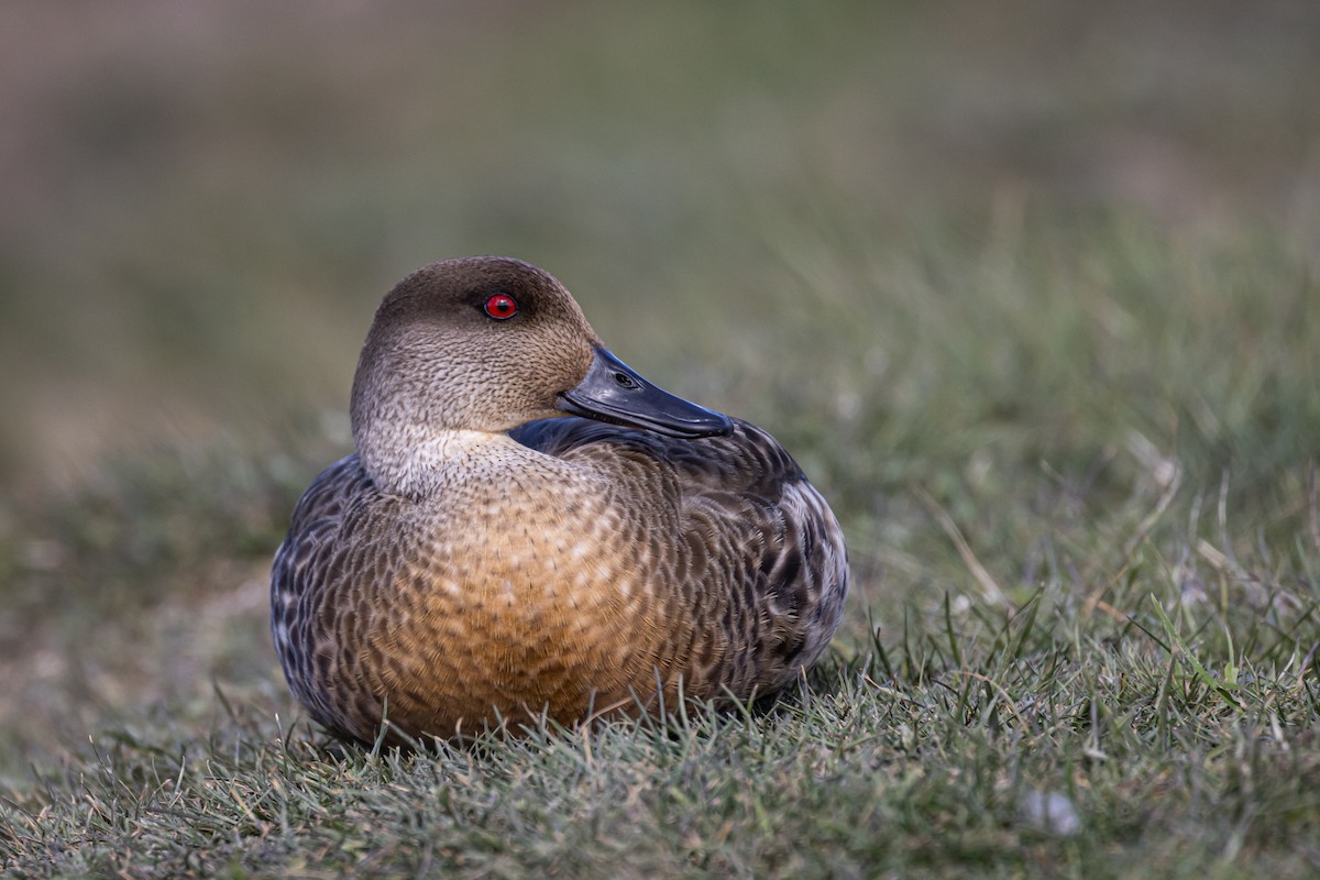 Crested Duck - ML505880121