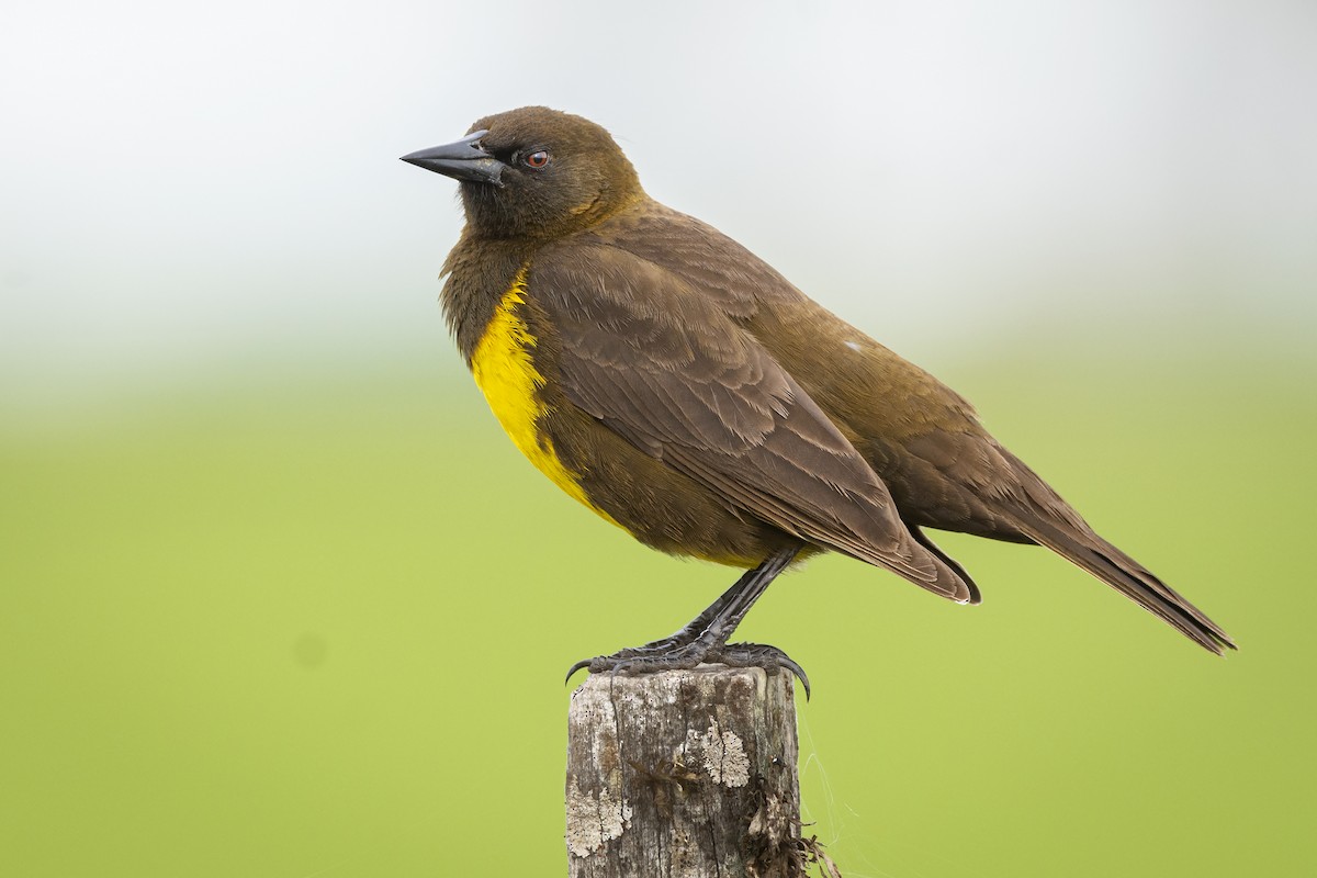 Brown-and-yellow Marshbird - ADRIAN GRILLI
